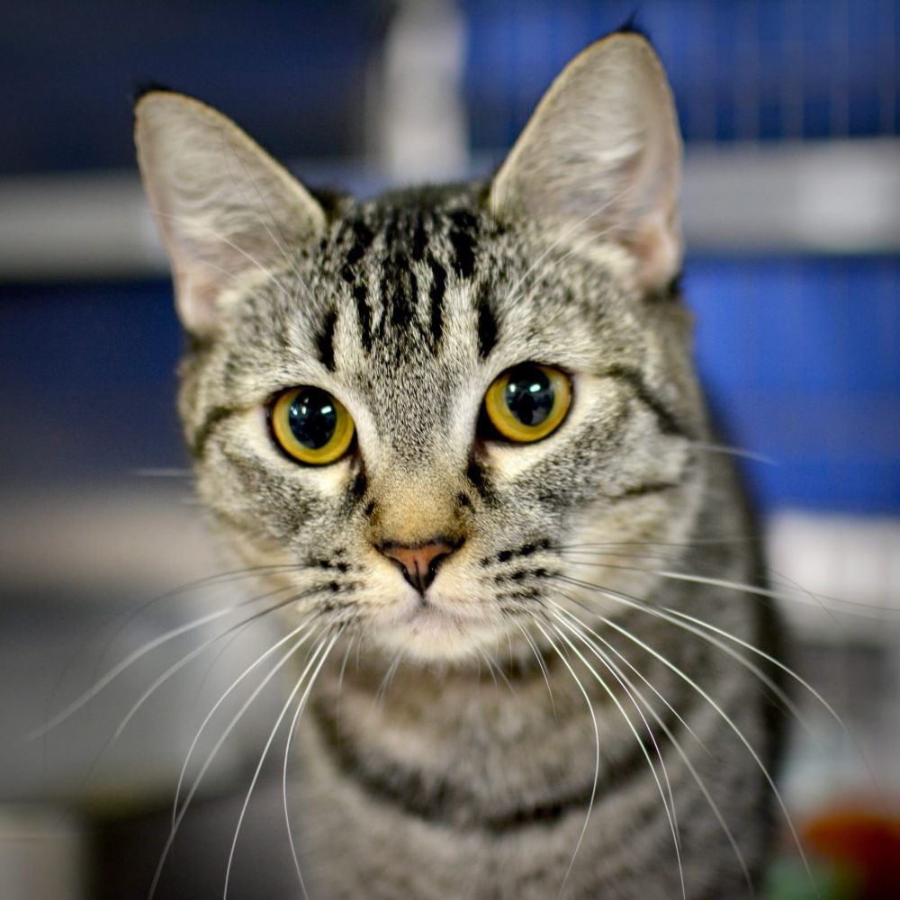 Bright eyed, short hair brown tabby gazes alertly at viewer