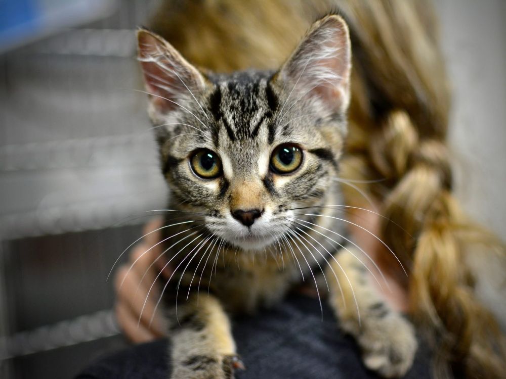 Short hair brown tabby kitten is ready to leap into your arms and go home with you
