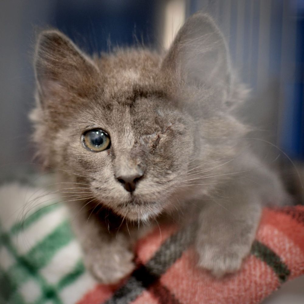 One eyed, short hair grey kitten looks out curiously from her cushy plaid bed. Cats are the best!