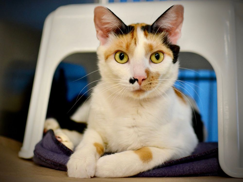 Short hair calico with saucy black spot on her nose asks the viewer “Whassup?”