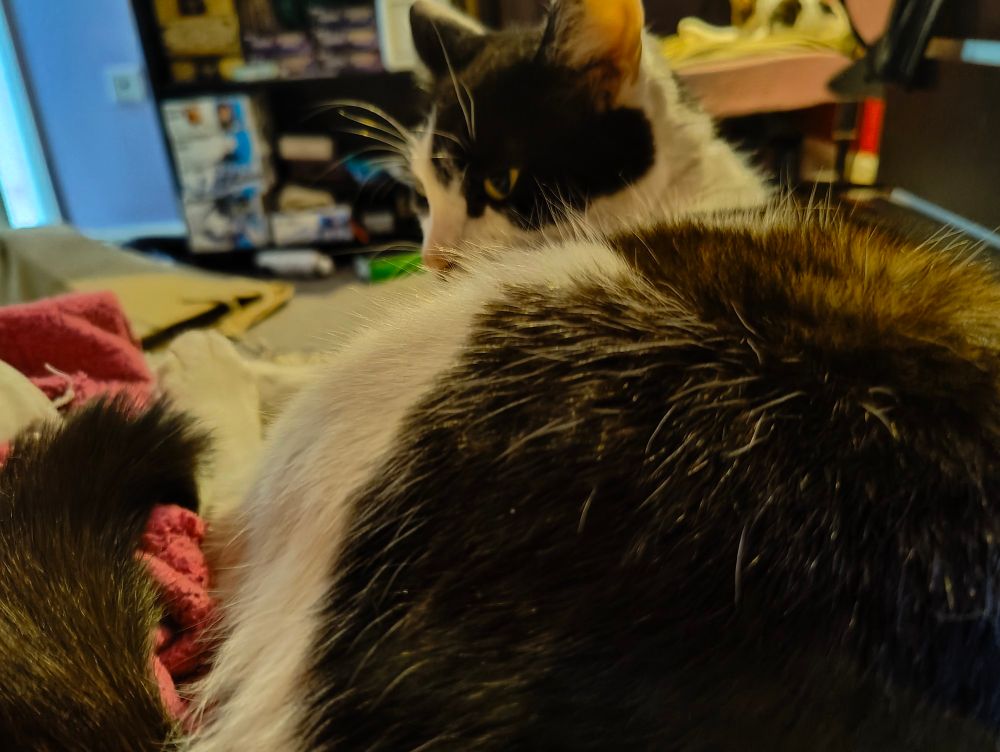 A black and white cat looking comfy