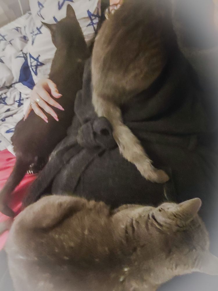 Suttuinen kuva ihmisestä kylpytakissaan sängyllä kolmen harmaan kissan alla.