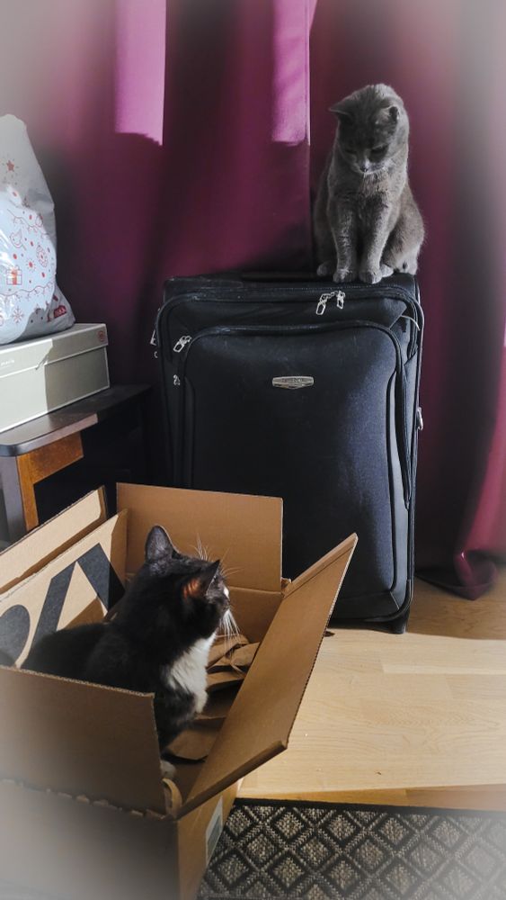 Pystyssä olevan matkalaukun päällä istuva harmaa kissa katsoo tuomitsevasti alas kohti "hänen pahvilaatikossaan" istuvaa harmaata kissaa, joka tuijottaa häntä takaisin.