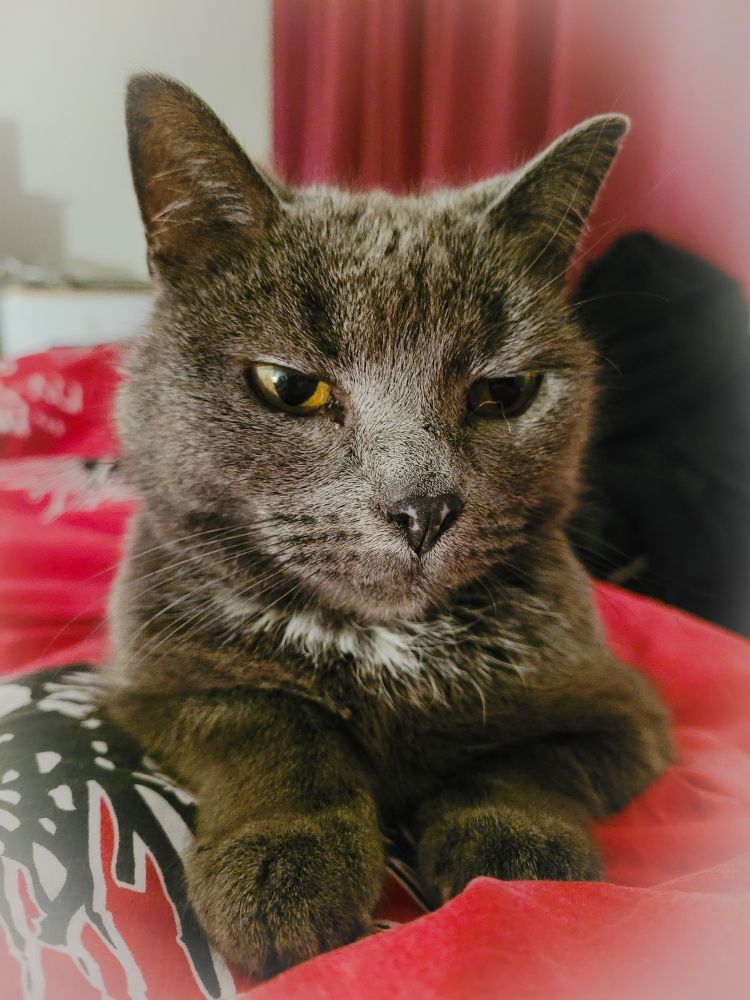 Harmaa kissa punakirjavilla lakanoilla