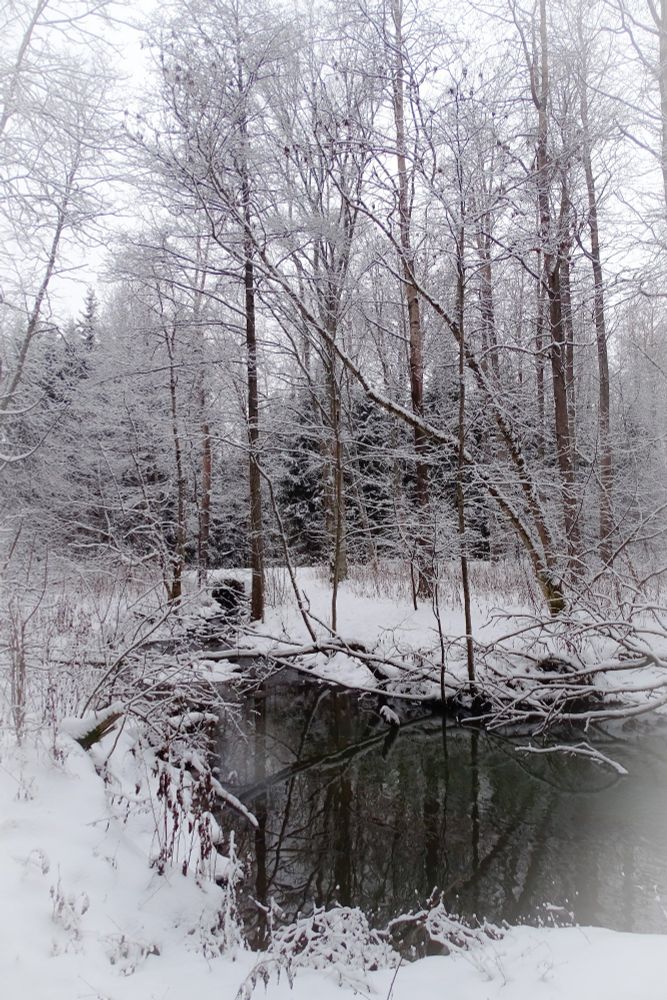 Mustavalkoiselta näyttävä värikuva. Edustalla oja, jossa tumma vesi, kummallakin puolella lumisia puita ja luminen maa.