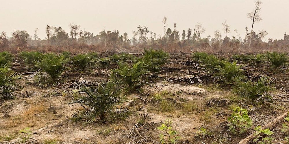 Climate justice,land rights & trade:The EU-Indonesia palm oil dispute