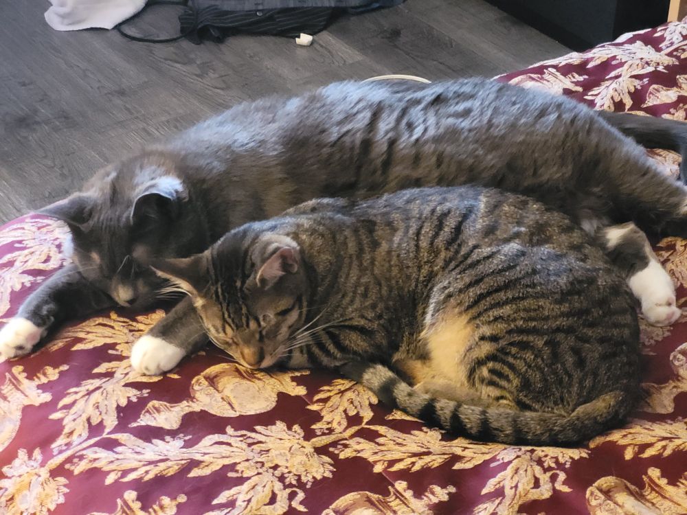Two grey cats snuggled together, napping on a bed.