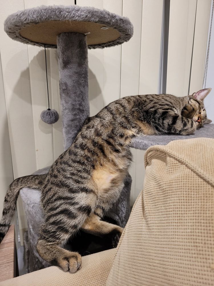Cat sleeping awkwardly on a cat tower