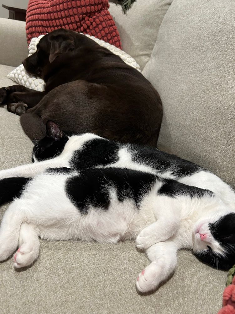 Two black and white cats sleeping next to a chocolate lab 