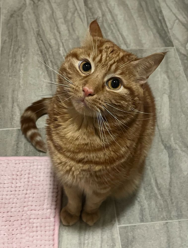 Ginger cat looking up at camera with a silly stupid face.