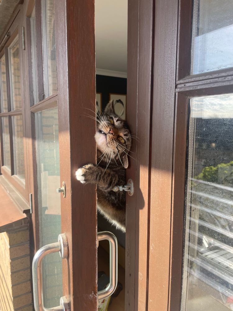 Cat looking like a lil gremlin as she pulls her head back through a crack in the door. 