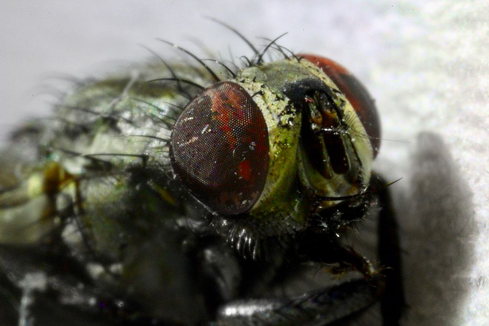 Macro photograph of a common house fly (Musca domestica) found deceased on a windowsill. The image features the head and about half the body. The eyes are still visibly red with the body exhibiting green tones. Setae and compound eyes are clearly visible. 