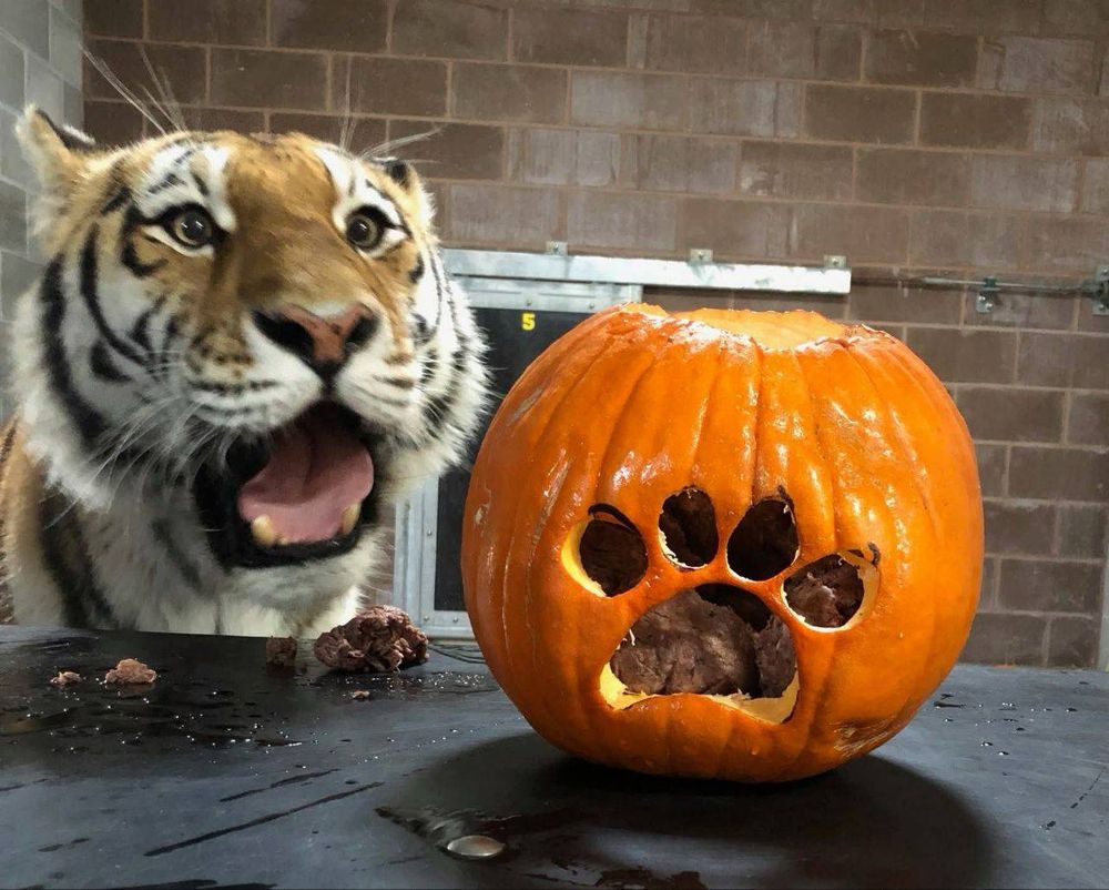 A tiger straight up pogging at the glorious sight of a roasted meat filled pumpkin 