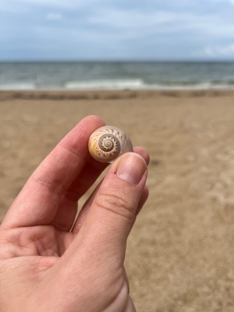 Ein sehr schönes Schneckenhaus in Crème-, Grau/ und Brauntönen wird von einer Hand in die Kamera gehalten. Im Hintergrund sieht man einen Sandstrand und das Meer. 