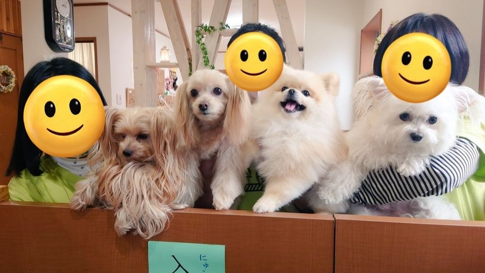 犬カフェ
神戸市灘区
わんちゃん