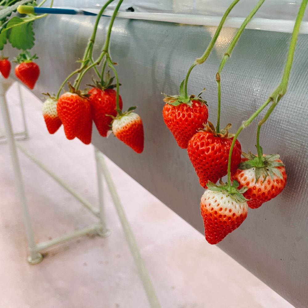 いちご狩り用のハウスで生えているいちごの写真