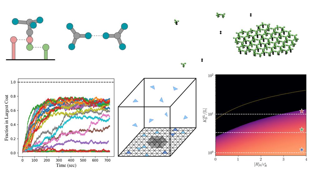Coarse-grained reaction-diffusion simulations! Idealized lattice models! Coat assembly phase diagrams! Stop on by for a theoretically fun time!