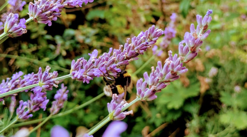 White tailed bumblebee hanging upside down, whilst feeding on lavender flowers in an English garden.