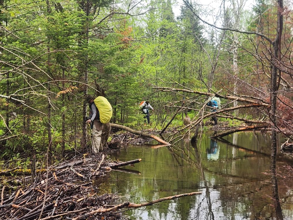 Backpackers crossing a beaver dam from one side of a flooded trail to the other 