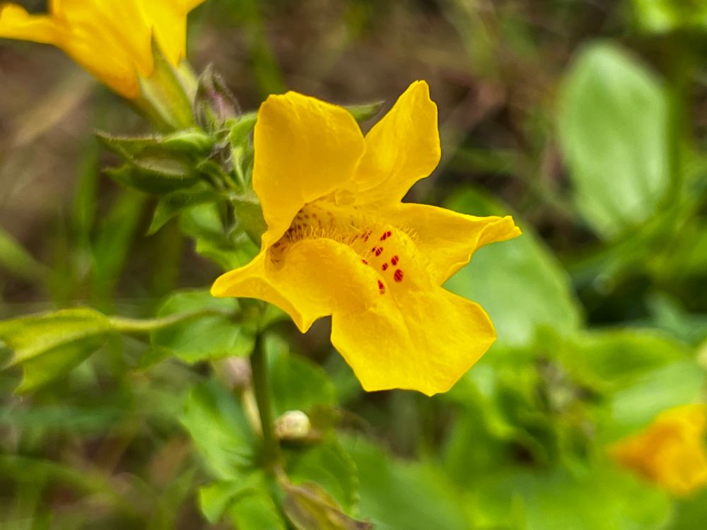 Monkeyflower 