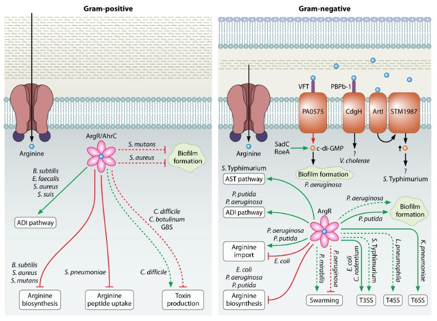 Known effects of arginine on Gram-positive and Gram-negative behavior
