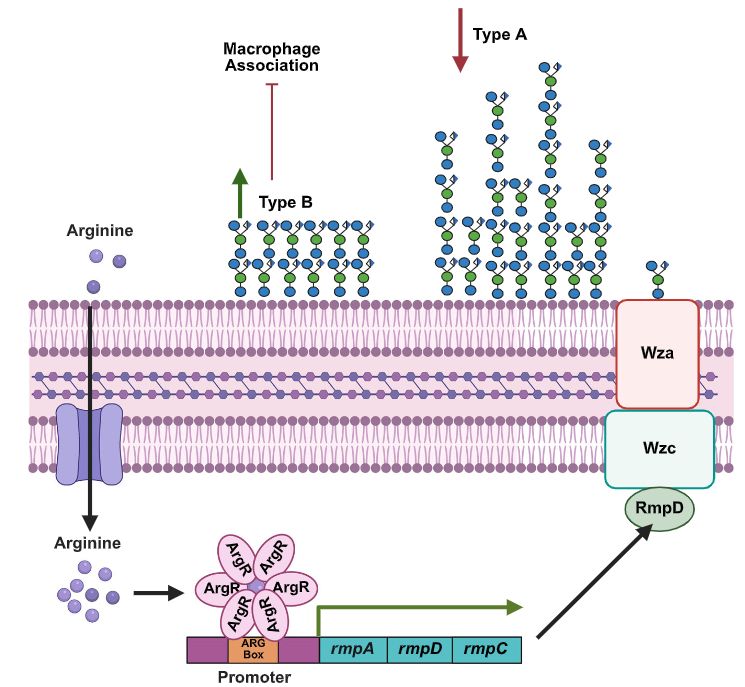 Overview of paper revealing role of arginine in regulating K. pneumoniae mucoidy.