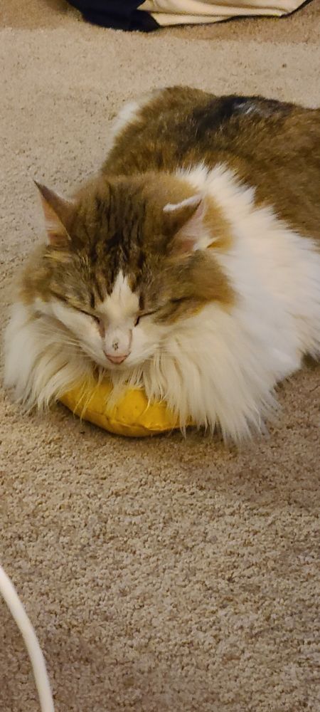 A fuzzy white and orange cat loafs on a catnip banana. 