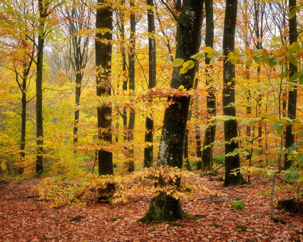 Golden autumn leaves in a beech forest in Sweden