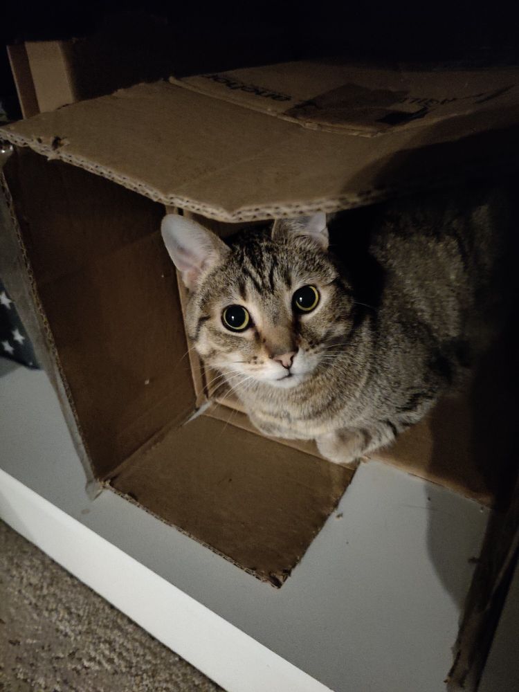 brown tabby cat in a cardboard box 