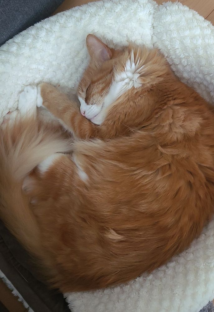 Orange cat smiling while sleeping