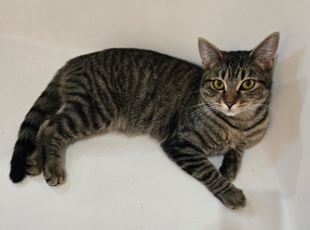 Black, silver, and orange tabby who is a vogueing like no one's business, she is a STAR okay, she IS one of those French girls