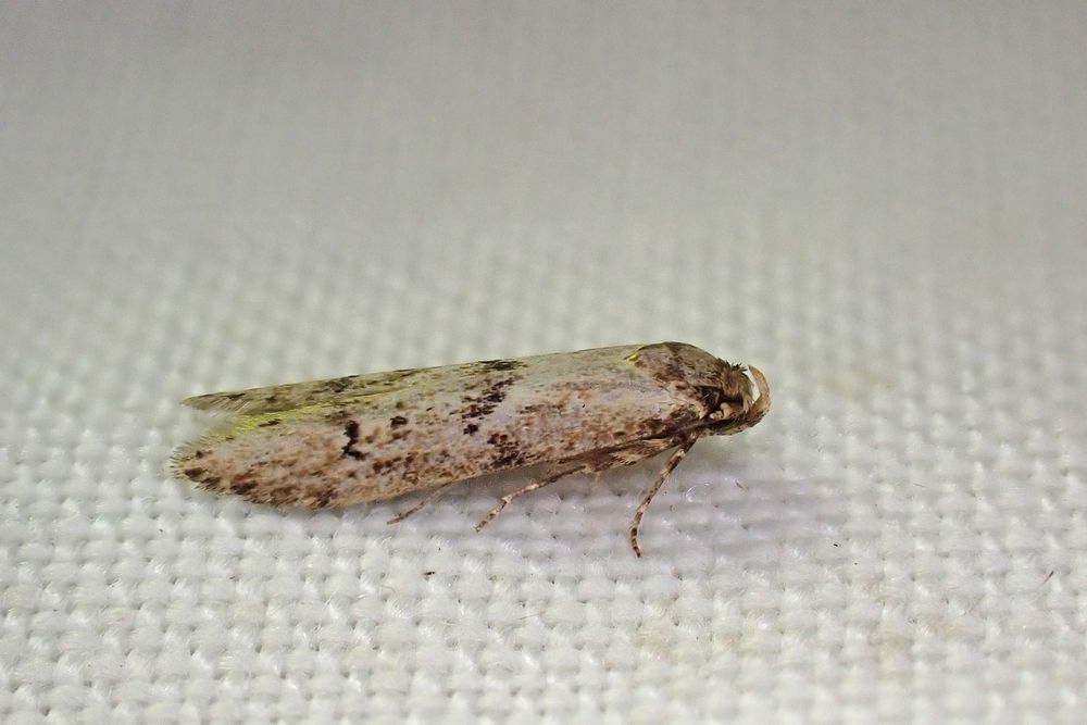 (worn) Blastobasis adustella. Whetstone, Leics. (UK) 25/07/2025.
