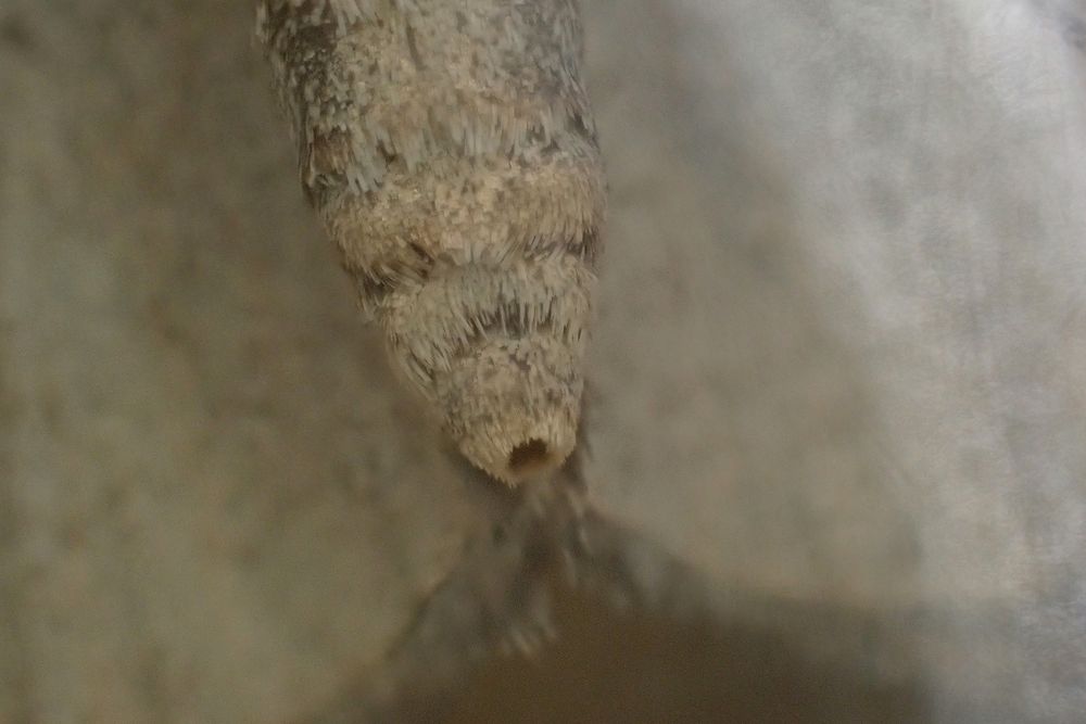 Lesser Treble-bar (Aplocera efformata), female. Whetstone, Leics. (UK) 29/07/2025. NFY.