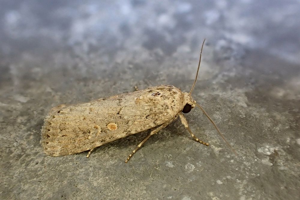 Small Mottled Willow (Spodoptera exigua). Whetstone, Leics. (UK) 24/07/2025.