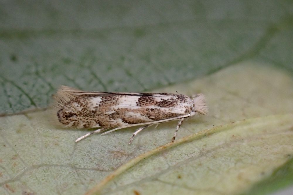 Phyllonorycter pastorella, emerged 11/08/2025 from mine on Crack Willow collected 09/08/2025 from Blaby, Leics. (UK).