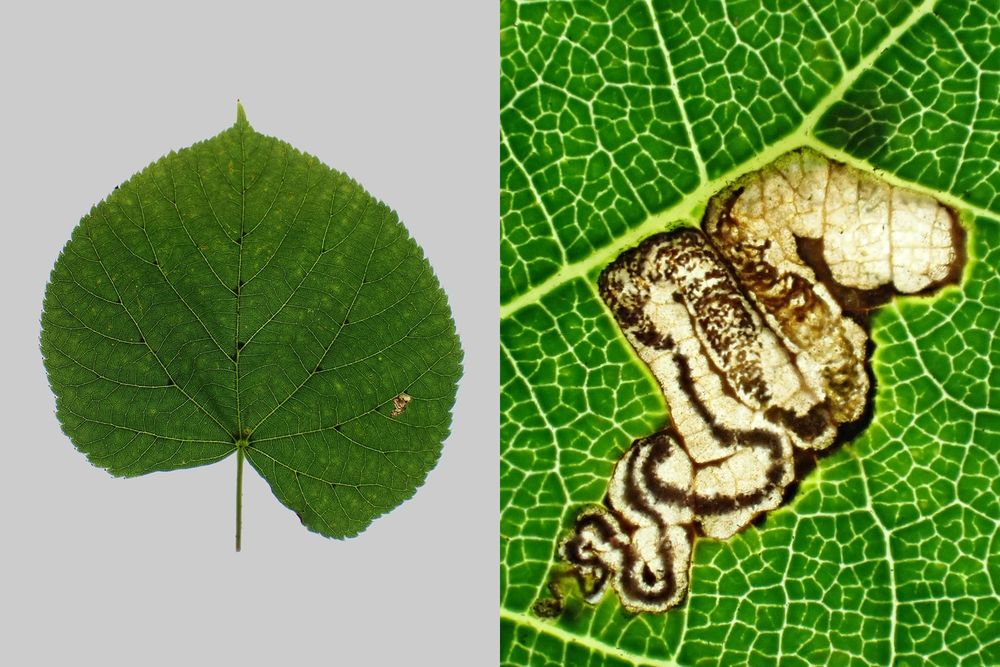 Stigmella tiliae on lime (Tilia sp.). Blaby, Leics. (UK) 09/08/2025.