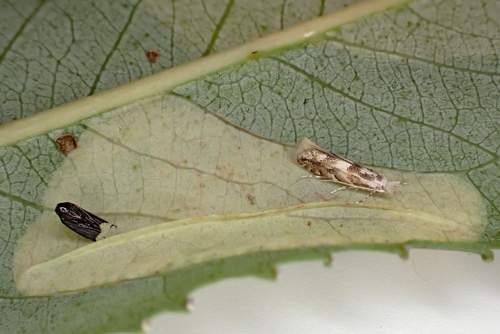 Phyllonorycter pastorella, emerged 11/08/2025 from mine on Crack Willow collected 09/08/2025 from Blaby, Leics. (UK).