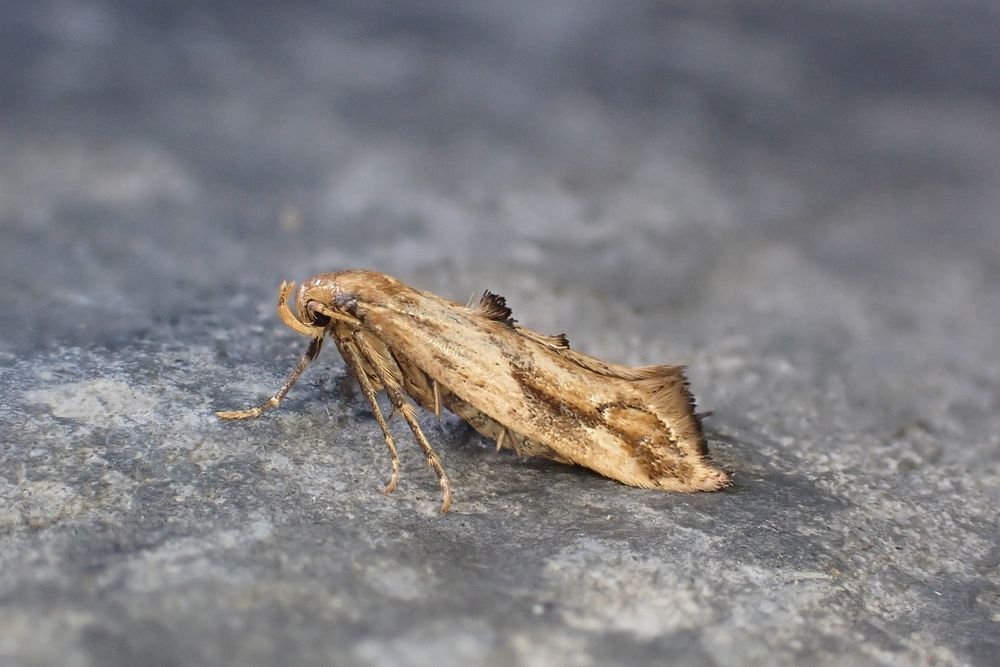 Epermenia falciformis. Whetstone, Leics. (UK) 29/07/2025. NFY, second garden record (first was in 2003).