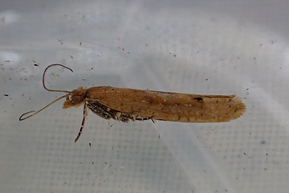 Ypsolopha ustella. Whetstone, Leics. (UK), 06/11/2025. NFG.