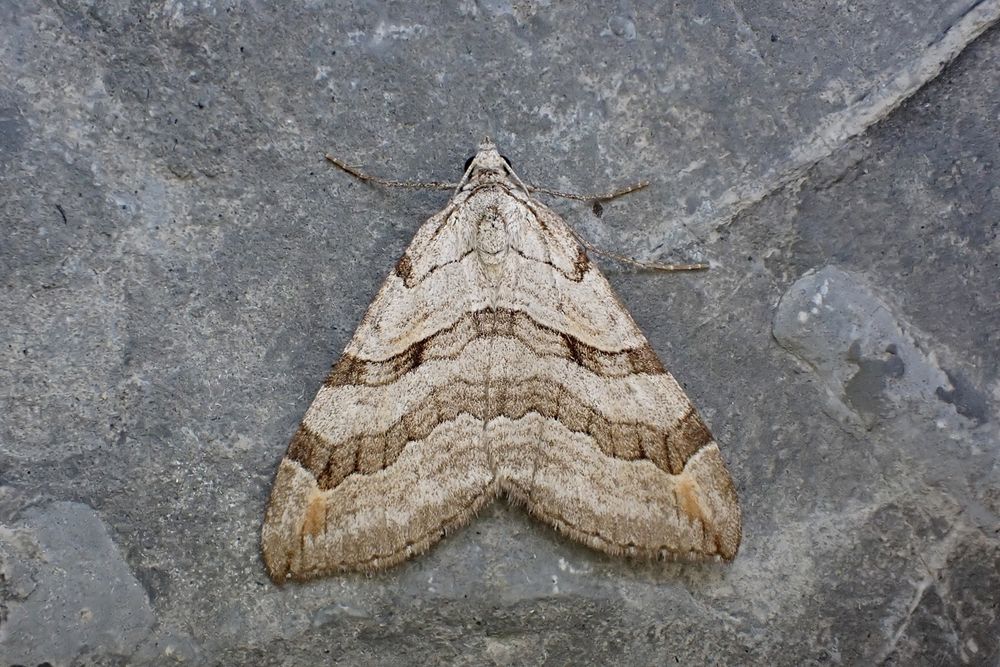 Lesser Treble-bar (Aplocera efformata). Whetstone, Leics. (UK) 29/07/2025. NFY.
