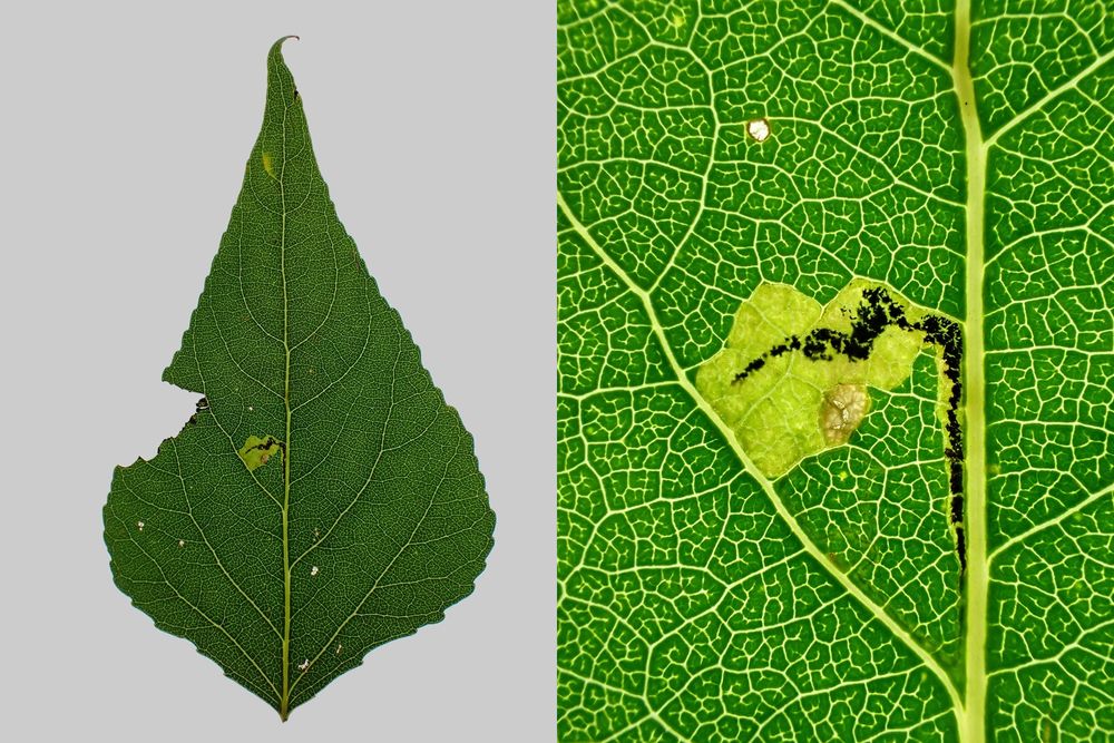 Stigmella trimaculella on poplar (Populus sp.). Blaby, Leics. (UK) 09/08/2025.