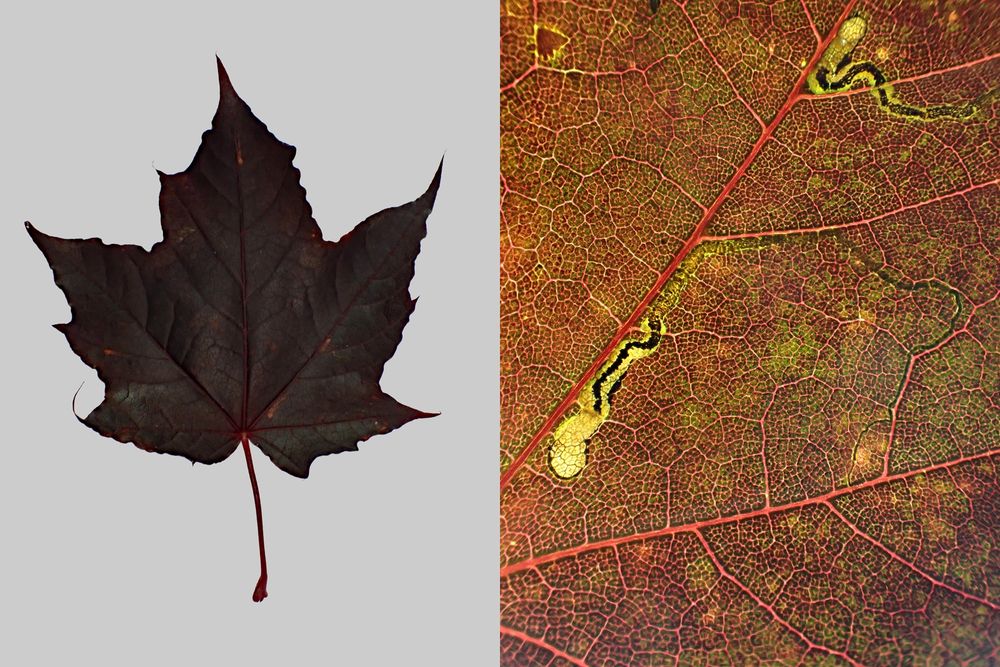 Stigmella aceris, x4 vacated mines on a dark purple Norway Maple variant. Whetstone, Leics. (UK) 16/09/2025. The mines are barely visible until back-lit.