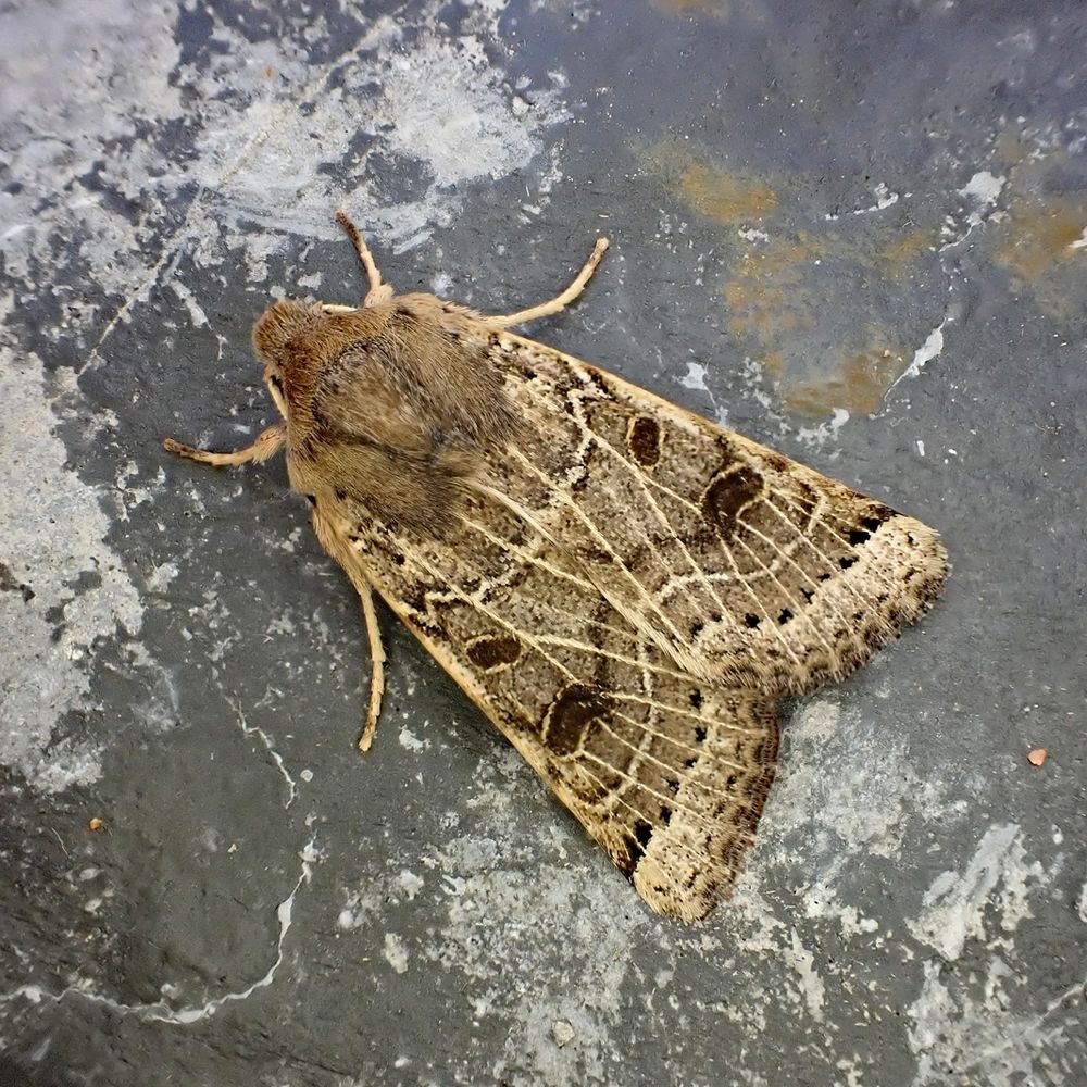 Lunar Underwing (Anchoscelis lunosa). Whetstone, Leics. (UK) 15/09/2025.