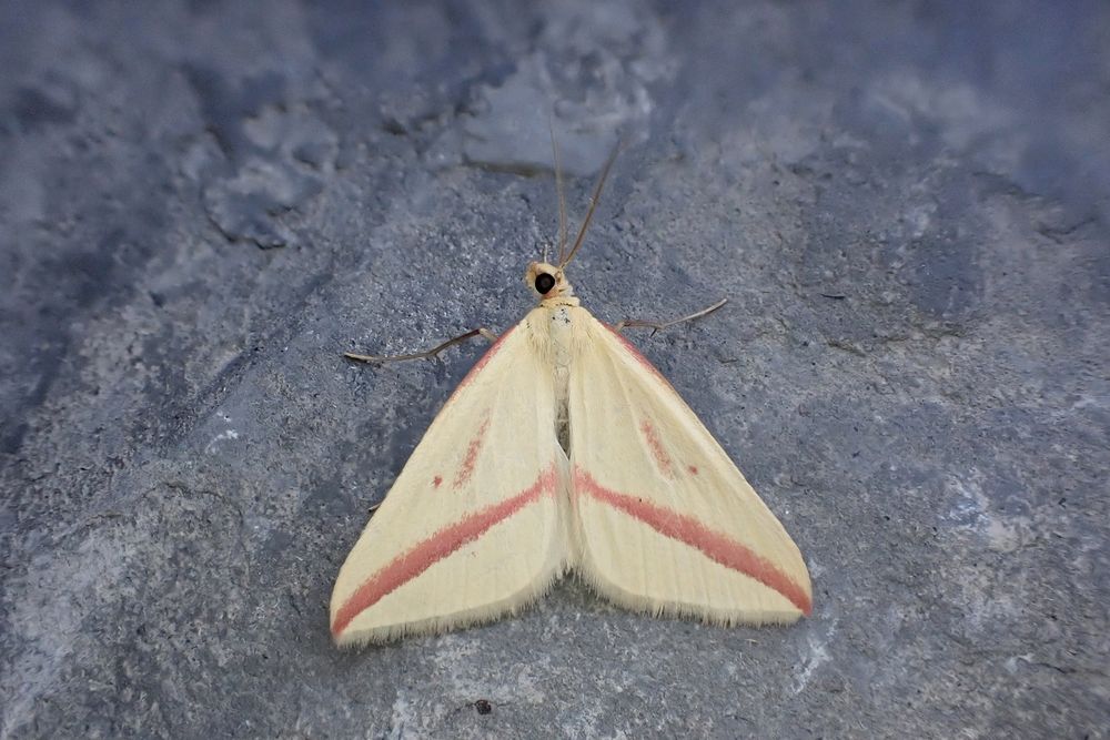 Vestal (Rhodometra sacraria). Whetstone, Leics. (UK) 29/07/2025. NFY. A little uncooperative, ended up chasing this around the kitchen for half an hour.