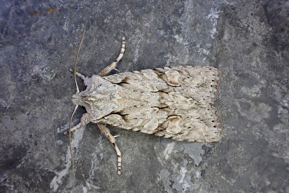 Grey Shoulder-knot (Lithophane ornitopus lactipennis). Whetstone, Leics. (UK) 17/10/2025. NFY.
