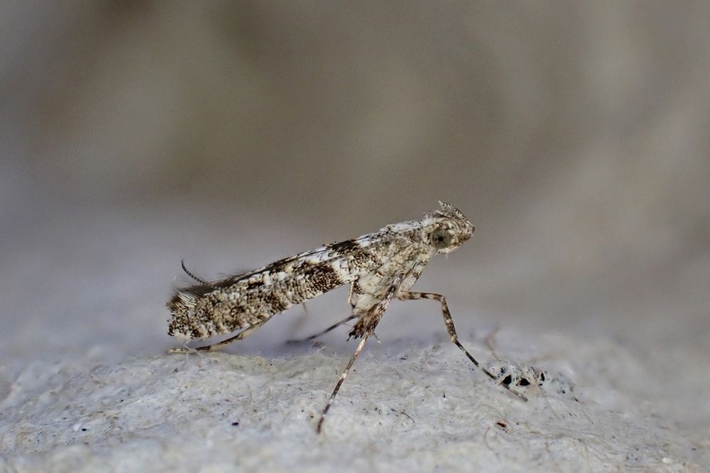 Caloptilia cuculipennella. Whetstone, Leics. (UK) 25/07/2025. NFY.