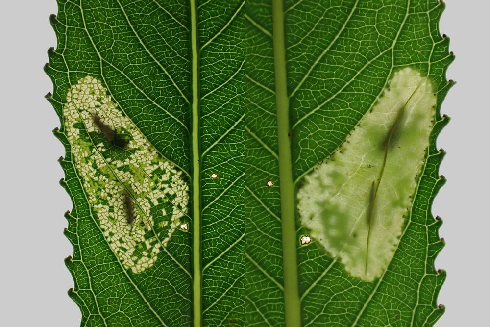 Phyllonorycter pastorella on Crack Willow (Salix × fragilis). Blaby, Leics. (UK) 09/08/2025.
