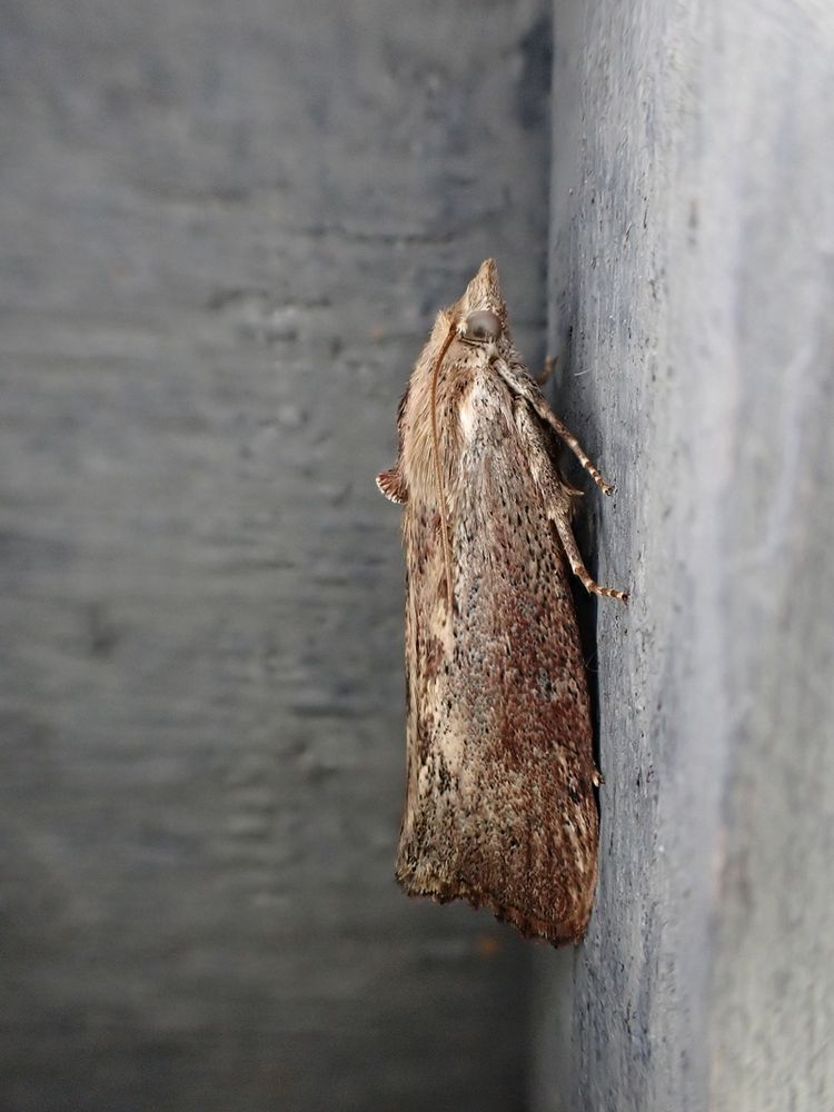Wax Moth (Galleria mellonella). Whetstone, Leics. (UK) 29/07/2025. NFY.