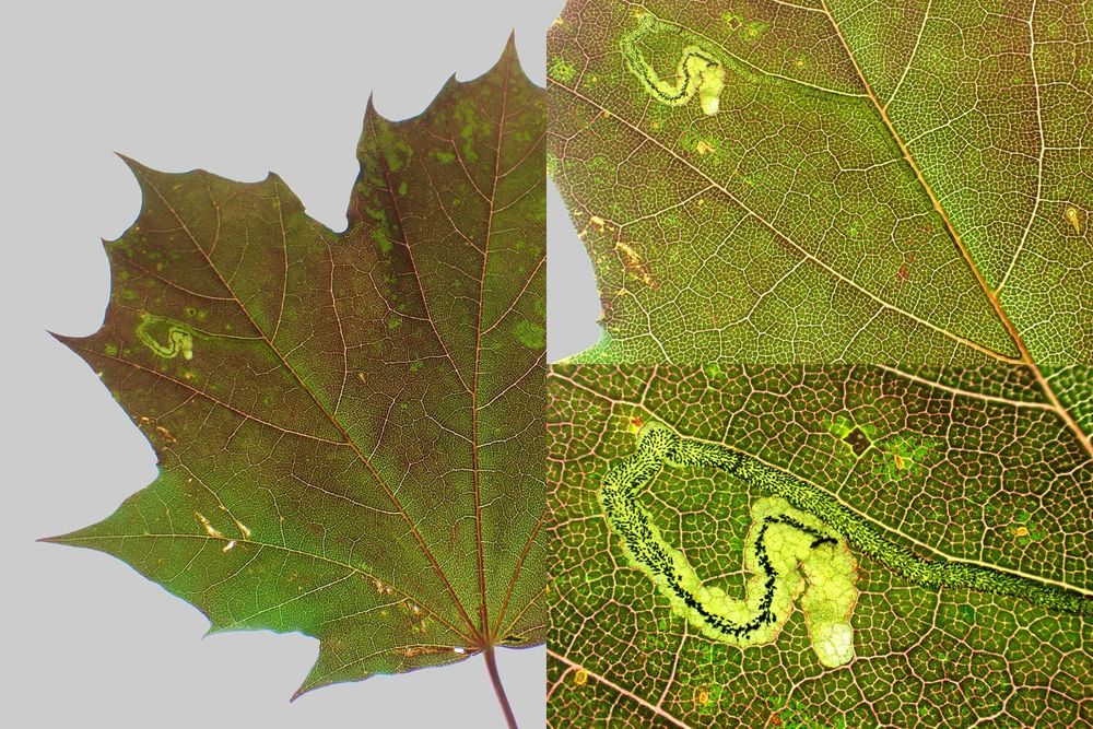 Stigmella aceris on a colour form of Norway Maple (Acer platanoides). Blaby, Leics. (UK) 09/08/2025.