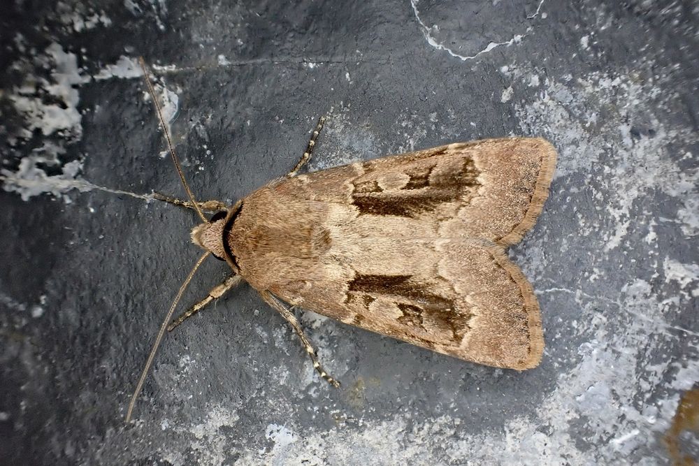 [Aberrant] Heart and Dart (Agrotis exclamationis). Whetstone, Leics. (UK) 08/08/2025.